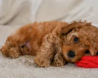 Macy, a female Cavapoo for sale in Millersburg, OH – 5 of 7