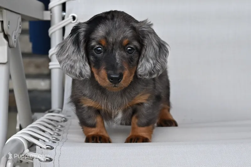AKC Pearl – Miniature Dachshund puppy for sale in Millersburg, OH