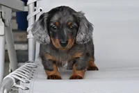 AKC Pearl, a female Miniature Dachshund for sale in Millersburg, OH – 1 of 9