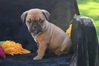 Darla, a female English Bulldog and Puggle for sale in Millersburg, OH – 2 of 10