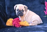 Buddy, a male English Bulldog and Puggle for sale in Millersburg, OH – 6 of 10