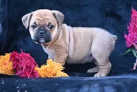 Princess, a female English Bulldog and Puggle for sale in Millersburg, OH – 6 of 10