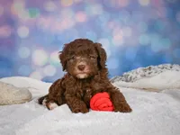 Cliffy, a male Miniature Goldendoodle for sale in Millersburg, OH – 5 of 9