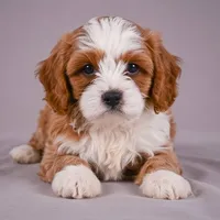 Duke, a male Cavapoo for sale in Millersburg, OH – 4 of 9