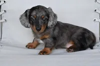 AKC Pearl, a female Miniature Dachshund for sale in Millersburg, OH – 7 of 9