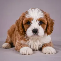 Duke, a male Cavapoo for sale in Millersburg, OH – 7 of 9