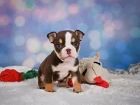 Claire (mini), a female English Bulldog and Puggle for sale in Millersburg, OH – 3 of 10