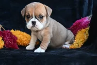 Macy, a female English Bulldog and Puggle for sale in Millersburg, OH – 4 of 10
