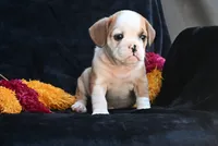 Oliver, a male English Bulldog and Puggle for sale in Millersburg, OH – 4 of 10
