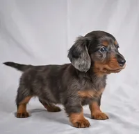 Cody AKC, a male Miniature Dachshund for sale in Millersburg, OH – 4 of 9