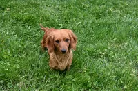 Remmi AKC, a female Miniature Dachshund for sale in Millersburg, OH – 8 of 9
