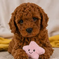 Jake, a male Cavapoo for sale in Millersburg, OH – 8 of 10