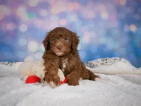 Jasper, a male Miniature Goldendoodle for sale in Millersburg, OH – 7 of 10