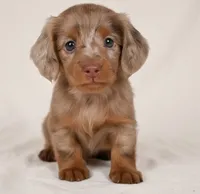 Beau AKC, a male Miniature Dachshund for sale in Millersburg, OH – 2 of 9