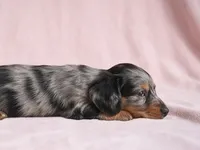 King AKC, a male Miniature Dachshund for sale in Millersburg, OH – 7 of 9