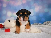Buddy (mini), a male English Bulldog and Puggle for sale in Millersburg, OH – 2 of 10