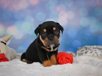 Addi (mini), a female English Bulldog and Puggle for sale in Millersburg, OH – 5 of 9