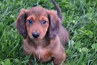AKC Jewel, a female Miniature Dachshund for sale in Millersburg, OH – Photo 1 of 10