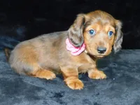 AKC Jewel, a female Miniature Dachshund for sale in Millersburg, OH – Photo 6 of 10