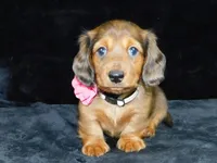 AKC Jewel, a female Miniature Dachshund for sale in Millersburg, OH – Photo 3 of 10