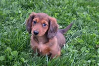 AKC Jewel, a female Miniature Dachshund for sale in Millersburg, OH – Photo 2 of 10