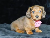 AKC Jewel, a female Miniature Dachshund for sale in Millersburg, OH – Photo 8 of 10