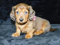 AKC Jewel, a female Miniature Dachshund for sale in Millersburg, OH – Photo 4 of 10