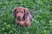 AKC Jewel, a female Miniature Dachshund for sale in Millersburg, OH – Photo 5 of 10