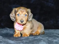 AKC Jewel, a female Miniature Dachshund for sale in Millersburg, OH – Photo 2 of 10