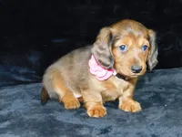 AKC Jewel, a female Miniature Dachshund for sale in Millersburg, OH – Photo 5 of 10