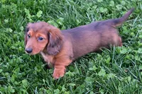 AKC Jewel, a female Miniature Dachshund for sale in Millersburg, OH – Photo 4 of 10