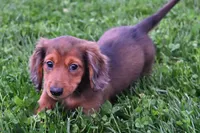 AKC Jewel, a female Miniature Dachshund for sale in Millersburg, OH – Photo 7 of 10