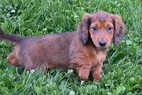 AKC Jewel, a female Miniature Dachshund for sale in Millersburg, OH – Photo 3 of 10