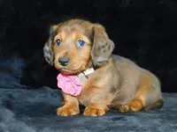 AKC Jewel, a female Miniature Dachshund for sale in Millersburg, OH – Photo 1 of 10