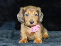 AKC Jewel, a female Miniature Dachshund for sale in Millersburg, OH – Photo 7 of 10