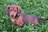 AKC Jewel, a female Miniature Dachshund for sale in Millersburg, OH – Photo 6 of 10