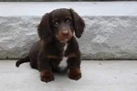 Romeo, a male Miniature Dachshund for sale in Millersburg, OH – 6 of 10