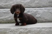 Romeo, a male Miniature Dachshund for sale in Millersburg, OH – 4 of 10