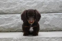 Romeo, a male Miniature Dachshund for sale in Millersburg, OH – 5 of 10