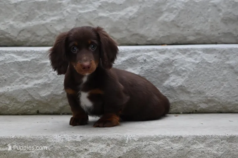 Romeo – Miniature Dachshund puppy for sale in Millersburg, OH