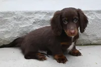 Romeo, a male Miniature Dachshund for sale in Millersburg, OH – 8 of 10