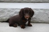 Romeo, a male Miniature Dachshund for sale in Millersburg, OH – 3 of 10