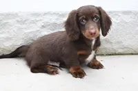 Romeo, a male Miniature Dachshund for sale in Millersburg, OH – 7 of 10