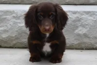 Romeo, a male Miniature Dachshund for sale in Millersburg, OH – 2 of 10
