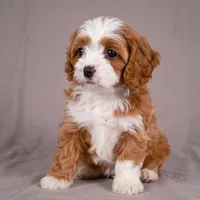 Reno, a male Cavapoo for sale in Millersburg, OH – 2 of 9