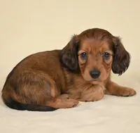 Remmi AKC, a female Miniature Dachshund for sale in Millersburg, OH – 4 of 9
