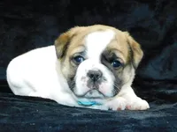 Buster, a male English Bulldog for sale in Millersburg, OH – Photo 3 of 8