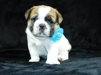 Buster, a male English Bulldog for sale in Millersburg, OH – Photo 6 of 8