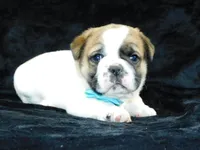 Buster, a male English Bulldog for sale in Millersburg, OH – Photo 5 of 8