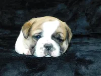 Buster, a male English Bulldog for sale in Millersburg, OH – Photo 4 of 8